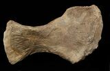 Mosasaur (Platecarpus) Radius - Kansas #40413-1